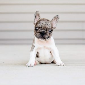 Cute French Bulldog puppies available for sale