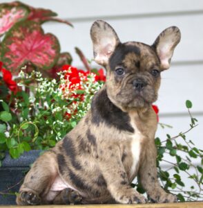 Cute French Bulldog puppies available for sale!