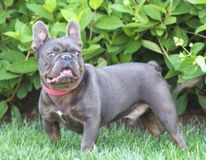 Shade Mountain Frenchies